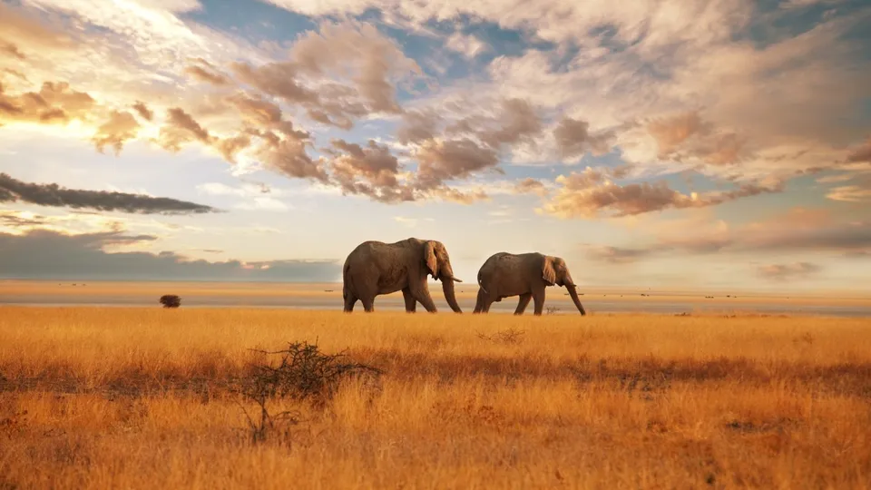 Kenya - Parco Nazionale Tsavo Ovest